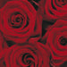 4 077 komar roses Fotomural 194x270cm 4 Partes det | Yourdecoration.es