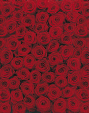 4 077 komar roses Fotomural 194x270cm 4 Partes | Yourdecoration.es