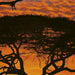 4 501 komar african sunset Fotomural 194x270cm 4 265b0c34 34e2 4b60 954e c155aae758a5 | Yourdecoration.es