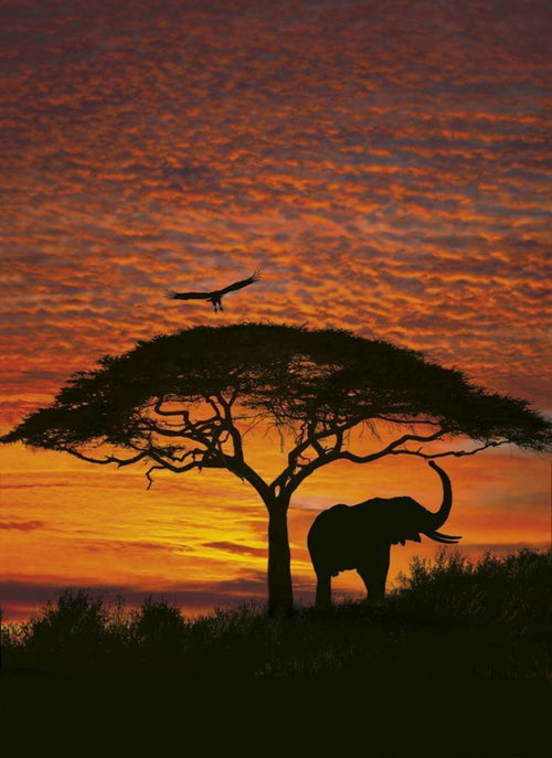 4 501 komar african sunset Fotomural 194x270cm 4 | Yourdecoration.es