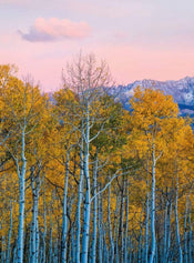 5066 4 wizard genius birches and mountains Fotomural Tejido No Tejido 192x260cm 4 Tiras | Yourdecoration.es