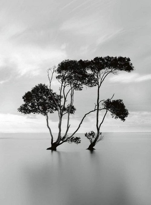 5095 4 wizard genius trees in the still water Fotomural Tejido No Tejido 192x260cm 4 Tiras | Yourdecoration.es