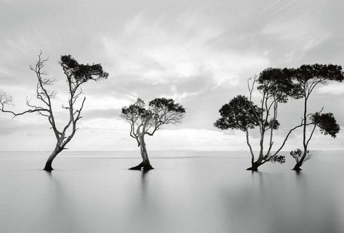 5095 8 wizard genius trees in the still water Fotomural Tejido No Tejido 384x260cm 8 Tiras ac2ef83d 8fc6 4cce a801 7c23d49a2f30 | Yourdecoration.es