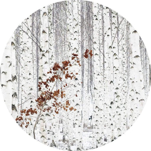 5104 r wizard genius white birch forest Fotomural Tejido No Tejido 140x140cm Redondo | Yourdecoration.es