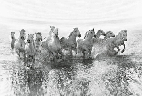 5111 8 wizard genius white horses Fotomural Tejido No Tejido 384x260cm 8 Tiras 430fb4c2 ac37 4b55 b622 2622ea76a9c2 | Yourdecoration.es