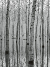 5122 4 wizard genius birch forest in the water Fotomural Tejido No Tejido 192x260cm 4 Tiras | Yourdecoration.es