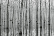 5122 8 wizard genius birch forest in the water Fotomural Tejido No Tejido 384x260cm 8 Tiras 16f30214 a6da 4a7f be4e 23f31d2e166f | Yourdecoration.es