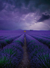 5148 4 wizard genius field of lavender Fotomural Tejido No Tejido 192x260cm 4 Tiras | Yourdecoration.es