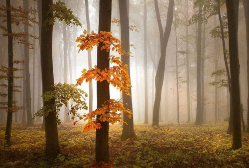 5153 8 wizard genius foggy autumn forrest Fotomural Tejido No Tejido 384x260cm 8 Tiras ee7a75cb 725c 4a3c a520 3076789d90bf | Yourdecoration.es