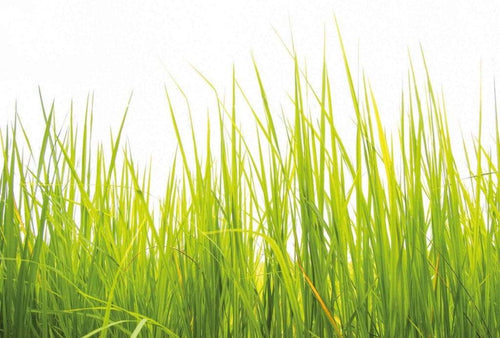 5447 8 wizard genius high grass Fotomural Tejido No Tejido 384x260cm 8 Tiras 7808c3c0 abf8 4e35 88aa b8f76e0526f1 | Yourdecoration.es