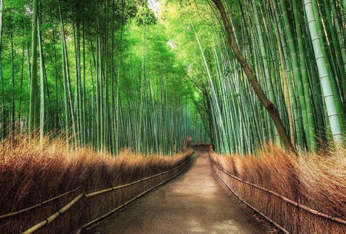 5460 8 wizard genius bamboo grove kyoto Fotomural Tejido No Tejido 384x260cm 8 Tiras 827b728f a117 4e9c 9ab4 a9f5af624339 | Yourdecoration.es