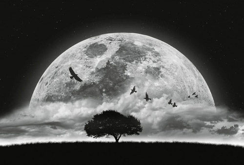 5464 8 wizard genius moon and birds Fotomural Tejido No Tejido 384x260cm 8 Tiras cd42c710 62f0 49eb a22b d7e5b31f3dc2 | Yourdecoration.es