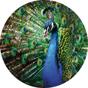 5490 r wizard genius beautiful peacock Fotomural Tejido No Tejido 140x140cm Redondo | Yourdecoration.es