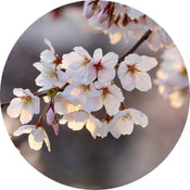 5494 r wizard genius cherry blossoms Fotomural Tejido No Tejido 140x140cm Redondo | Yourdecoration.es