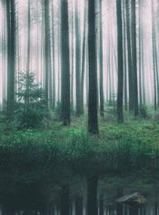 5495 4 wizard genius in the woods Fotomural Tejido No Tejido 192x260cm 4 Tiras | Yourdecoration.es