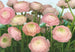 8 894 komar gentle rose Fotomural 368x254cm 8 del | Yourdecoration.es