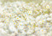 8 994 komar daisies Fotomural 368x254cm 8 Partes | Yourdecoration.es