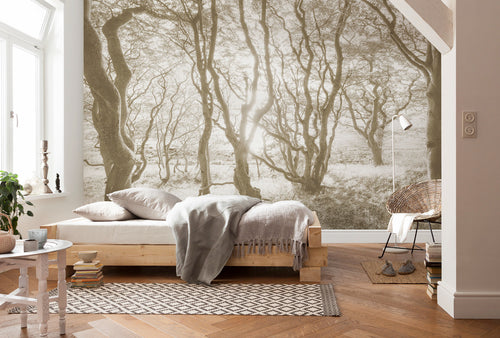 Komar Bleached Birch No Tejido Fotobehang 400x250cm 4 tiras Ambiente | Yourdecoration.es