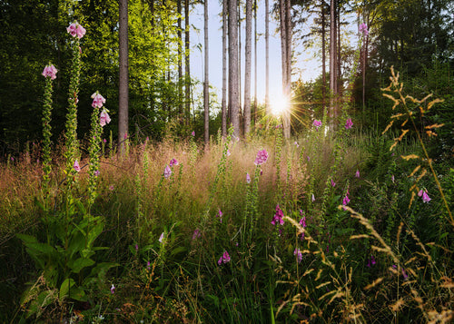 Komar Fotomural Tejido No Tejido x7 1005 Summer Glade | Yourdecoration.es