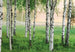 Wizard+Genius Nordic Forest Fotomural 366x254cm | Yourdecoration.es