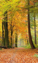 dimex autumn forest Fotomural Tejido No Tejido 150x250cm 2 Tiras fa8953c4 4e88 4f97 8500 5baa52c5e1bd | Yourdecoration.es