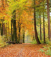 dimex autumn forest Fotomural Tejido No Tejido 225x250cm 3 Tiras 7577101e 4b51 4a10 9be1 0d9e023bcc52 | Yourdecoration.es