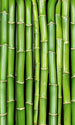 dimex bamboo Fotomural Tejido No Tejido 150x250cm 2 Tiras d67859cc bae4 4cfa 8c84 676c586f6bcc | Yourdecoration.es