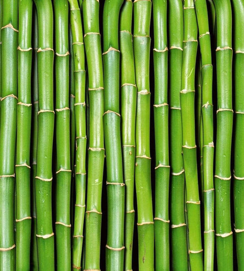 dimex bamboo Fotomural Tejido No Tejido 225x250cm 3 Tiras b39eb960 5b70 4476 ae46 14b1abff4ae1 | Yourdecoration.es