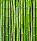 dimex bamboo Fotomural Tejido No Tejido 225x250cm 3 Tiras b39eb960 5b70 4476 ae46 14b1abff4ae1 | Yourdecoration.es