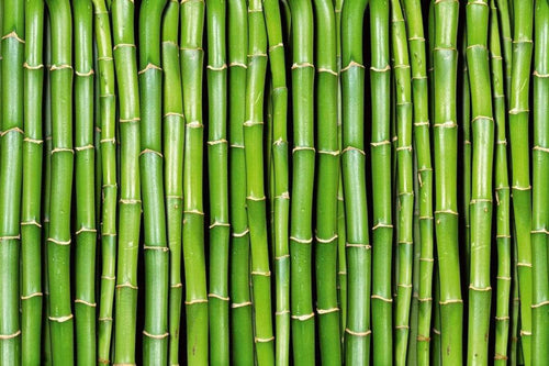 dimex bamboo Fotomural Tejido No Tejido 375x250cm 5 Tiras 3c593abf b1ff 405b 902e 56344ef03ca4 | Yourdecoration.es