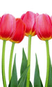 dimex bed of tulips Fotomural Tejido No Tejido 150x250cm 2 Tiras 2b1f032c 4584 46ab b93e 4b16f0c8eb1c | Yourdecoration.es