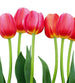 dimex bed of tulips Fotomural Tejido No Tejido 225x250cm 3 Tiras 507a8939 1df6 421b bbab 6fc9d96b1e48 | Yourdecoration.es