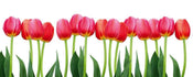 dimex bed of tulips Fotomural Tejido No Tejido 375x150cm 5 Tiras 5e1f50a6 8d7f 490a b46a ad70c99c4ce0 | Yourdecoration.es