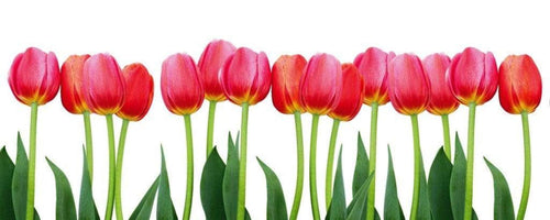 dimex bed of tulips Fotomural Tejido No Tejido 375x150cm 5 Tiras 5e1f50a6 8d7f 490a b46a ad70c99c4ce0 | Yourdecoration.es