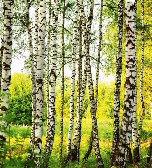 dimex birch forest Fotomural Tejido No Tejido 225x250cm 3 Tiras de8ec15a c4b7 48d8 abbc 2c01905536a8 | Yourdecoration.es