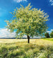 dimex blossom tree Fotomural Tejido No Tejido 225x250cm 3 Tiras 0ba99695 bfa9 46c1 a56f 72c7256d6a06 | Yourdecoration.es