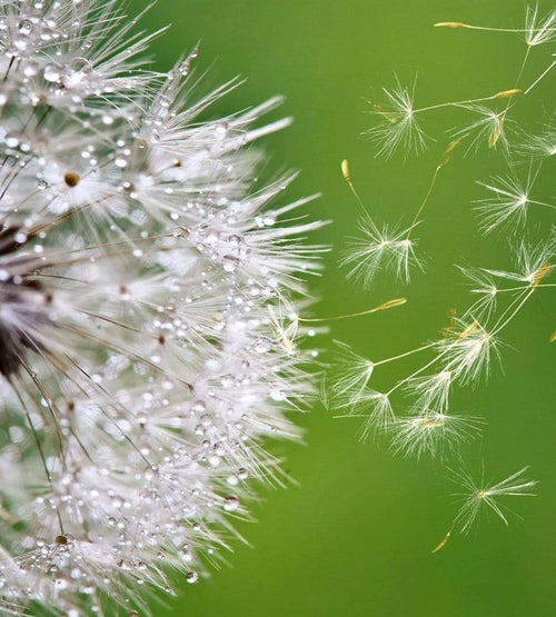 dimex blowing dandelion Fotomural Tejido No Tejido 225x250cm 3 Tiras 8e0cd948 d8f1 4a56 bb21 4735dc488926 | Yourdecoration.es