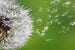 dimex blowing dandelion Fotomural Tejido No Tejido 375x250cm 5 Tiras ba75f34b fb2e 43eb af9c 5f8a68d3e446 | Yourdecoration.es