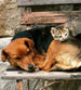 dimex cat and dog Fotomural Tejido No Tejido 225x250cm 3 Tiras 1260fa63 4639 4d65 b4ef e2d5fa7f5b62 | Yourdecoration.es