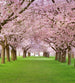 dimex cherry trees Fotomural Tejido No Tejido 225x250cm 3 Tiras cd21184a cf99 4037 937d fa1af1b14e46 | Yourdecoration.es