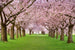 dimex cherry trees Fotomural Tejido No Tejido 375x250cm 5 Tiras 24ff84ac 21bd 4ecc 86dd 7df29398ed0f | Yourdecoration.es