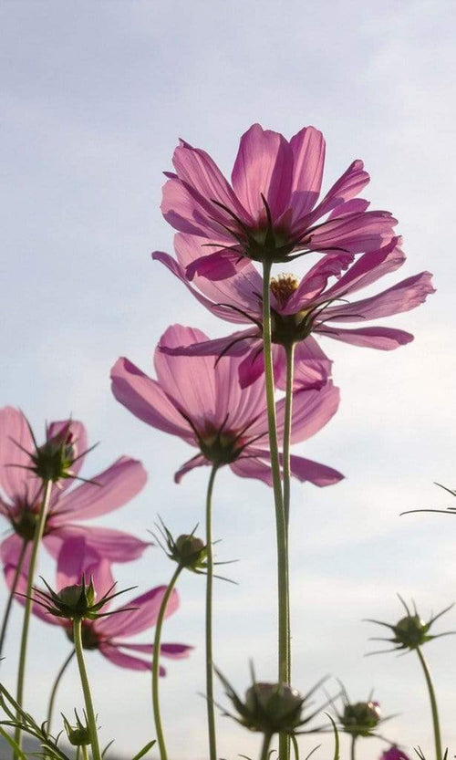 dimex cosmos flowers Fotomural Tejido No Tejido 150x250cm 2 Tiras df397b19 a60f 4070 9eb7 2214753c832e | Yourdecoration.es