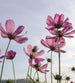 dimex cosmos flowers Fotomural Tejido No Tejido 225x250cm 3 Tiras dbd10441 15e3 44bb 894d a868cd2393b3 | Yourdecoration.es