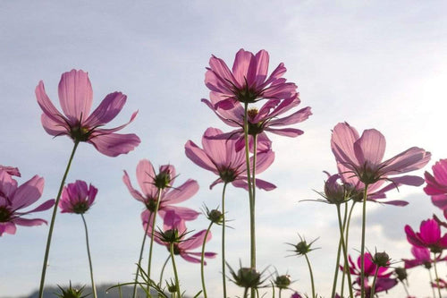 dimex cosmos flowers Fotomural Tejido No Tejido 375x250cm 5 Tiras 37eb6248 61c3 4679 a32f e6242deb15be | Yourdecoration.es