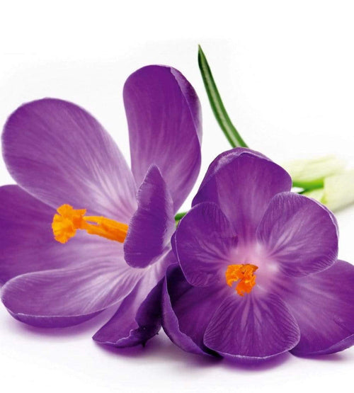 dimex crocus Fotomural Tejido No Tejido 225x250cm 3 Tiras 0a808ced 4cce 4dc9 b352 49b38b4a51c9 | Yourdecoration.es