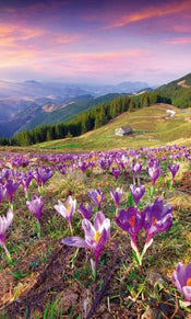 dimex crocuses at spring Fotomural Tejido No Tejido 150x250cm 2 Tiras e67df5da 982c 4633 9bb1 8dd515737040 | Yourdecoration.es