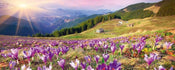 dimex crocuses at spring Fotomural Tejido No Tejido 375x150cm 5 Tiras 0d298417 1ece 4ceb bc6d 62f29cd75079 | Yourdecoration.es