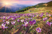 dimex crocuses at spring Fotomural Tejido No Tejido 375x250cm 5 Tiras 8324a9b5 48b7 4c2c 8d55 bf054085fc97 | Yourdecoration.es