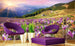 dimex crocuses at spring Fotomural Tejido No Tejido 375x250cm 5 Tiras Ambiente 4e3a1fb3 8c8f 4887 9577 f035a238215c | Yourdecoration.es