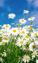 dimex daisies Fotomural Tejido No Tejido 150x250cm 2 Tiras 35ae5d4d a884 4698 b865 696bda952291 | Yourdecoration.es